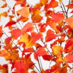 9ft. Potted Artificial Autumn Birch Tree