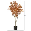 4ft. Potted Autumn Eucalyptus Tree