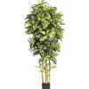 6ft. Potted Croton Tree