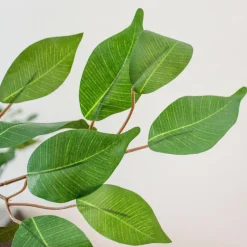 5ft. Potted Ficus Tree