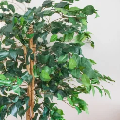 5ft. Potted Ficus Tree