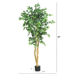 5ft. Potted Ficus Tree