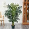5ft. Potted Golden Cane Palm Tree