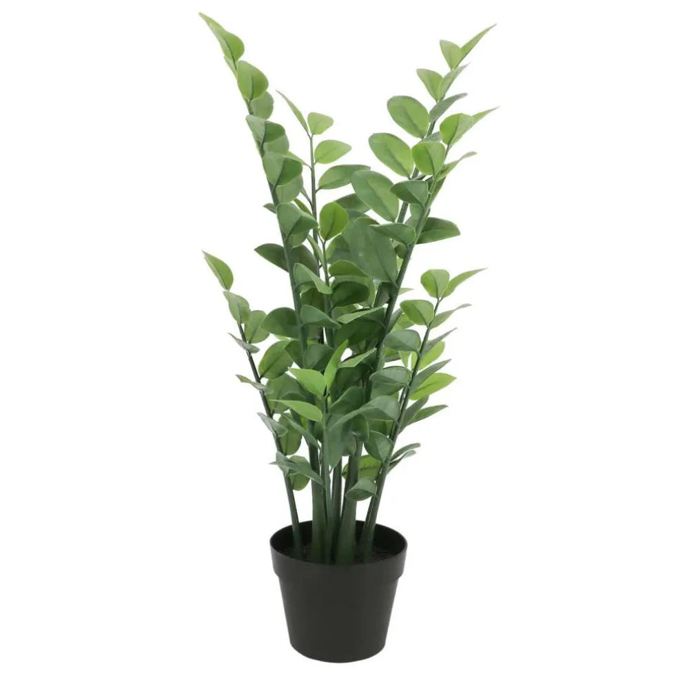 2.5ft. Potted Zanzibar Gem Plant by Ashland®