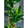 5 Ft. Tropical Dracaena Tree