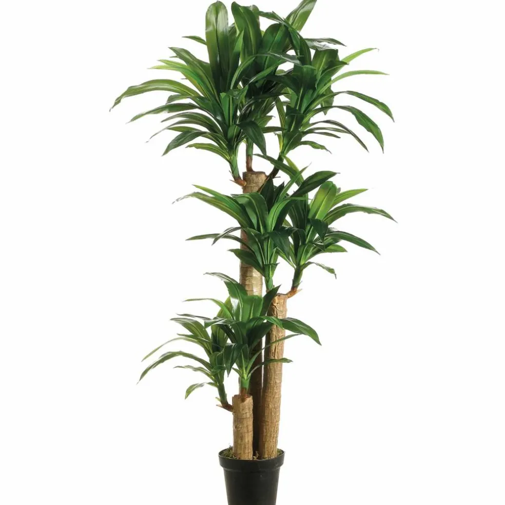 5 Ft. Tropical Dracaena Tree