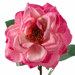 Garden Bloom Orlane Rose Stem Ashland™