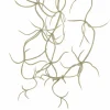 10" Gray Hanging Spanish Moss Pick by Ashland®