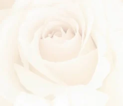 Great Papers! Blush Roses Stationery Letterhead, Invitations and Announcements, Printer Friendly, 8.5