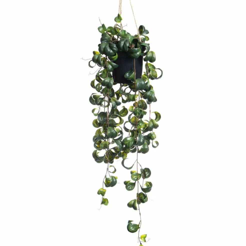 25" Green Potted Hanging Curly Ficus by Ashland®