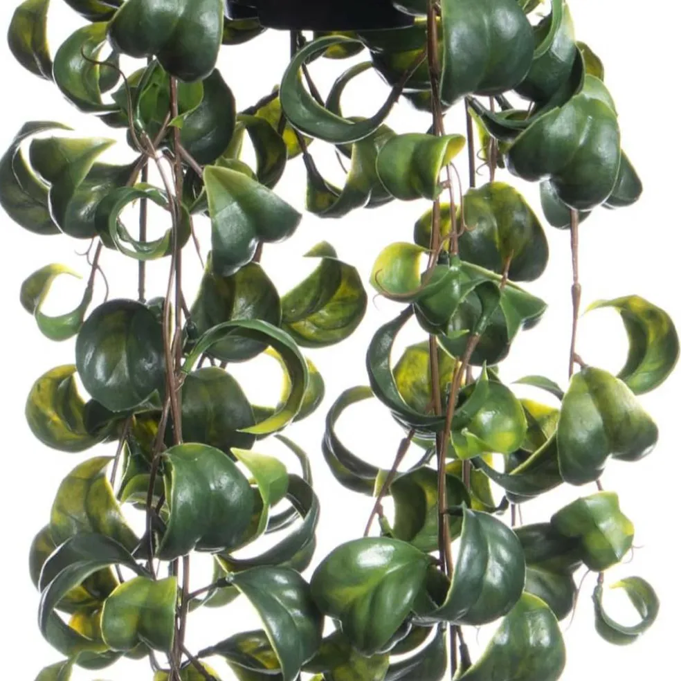 25" Green Potted Hanging Curly Ficus by Ashland®