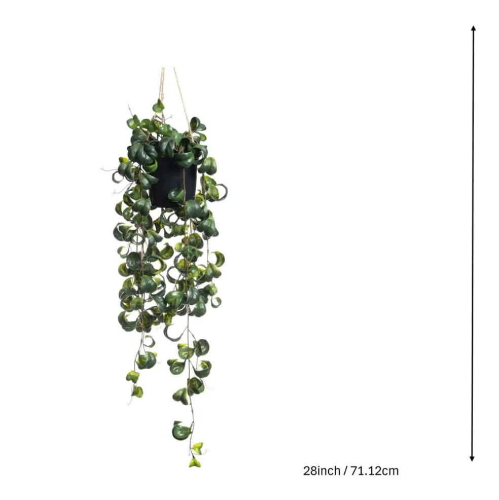 25" Green Potted Hanging Curly Ficus by Ashland®