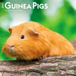 Guinea Pigs | 2027 7 x 14 Inch (Hanging) Monthly Mini Wall Calendar