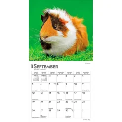 Guinea Pigs | 2027 7 x 14 Inch (Hanging) Monthly Mini Wall Calendar
