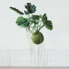 Hello Honey® 51" Lush Green Hanging Monstera Kokedama