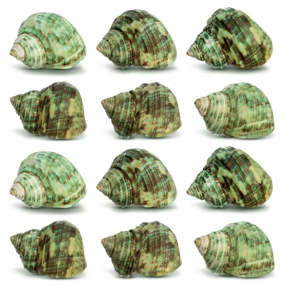 Hermit Crab Shells .75"-1.5" Turbo Shell 12 Pack Green Stenuous Shells
