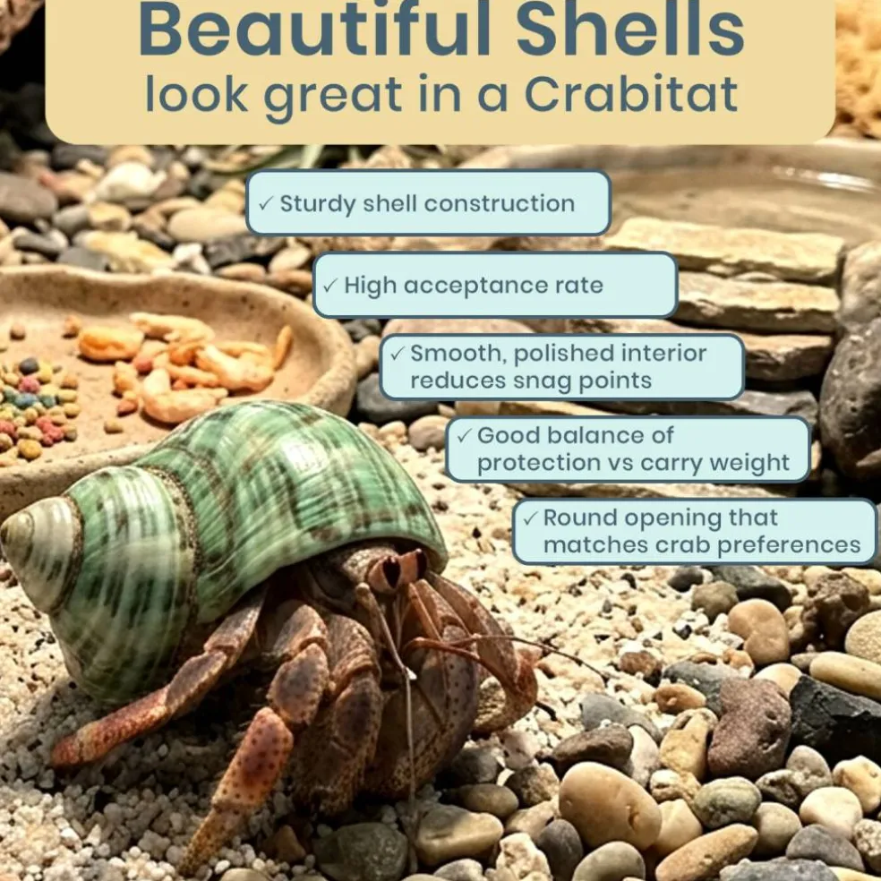 Hermit Crab Shells .75"-1.5" Turbo Shell 12 Pack Green Stenuous Shells