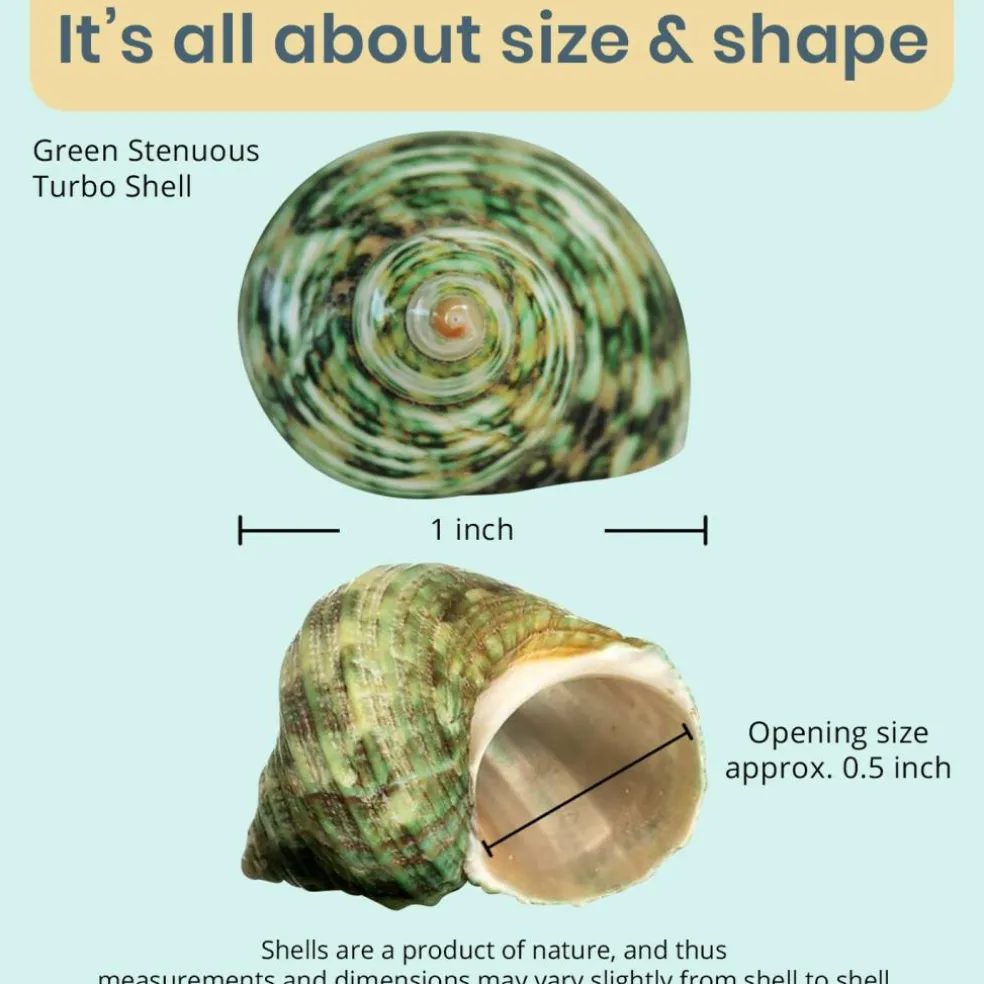 Hermit Crab Shells .75"-1.5" Turbo Shell 12 Pack Green Stenuous Shells