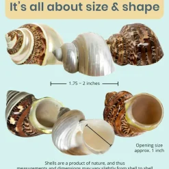 Hermit Crab Shells Turbo Shells 1 Brown, 1 Banded, & 1 White Pearlized Shell