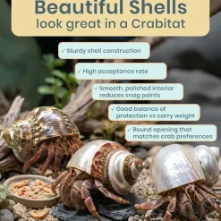 Hermit Crab Shells Turbo Shells 1 Brown, 1 Banded, & 1 White Pearlized Shell