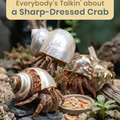 Hermit Crab Shells Turbo Shells 1 Brown, 1 Banded, & 1 White Pearlized Shell