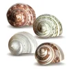 Hermit Crab Shells 2-2.5" Turbo Shells 4 Assorted Shells