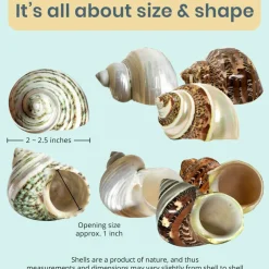 Hermit Crab Shells 2-2.5