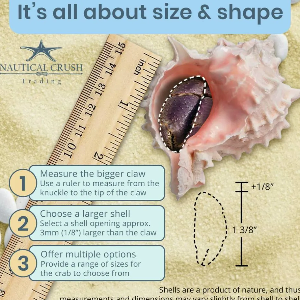 Hermit Crab Shells 3" -4" Turbo Shell 2 Pink Murex Shells