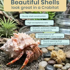 Hermit Crab Shells 3