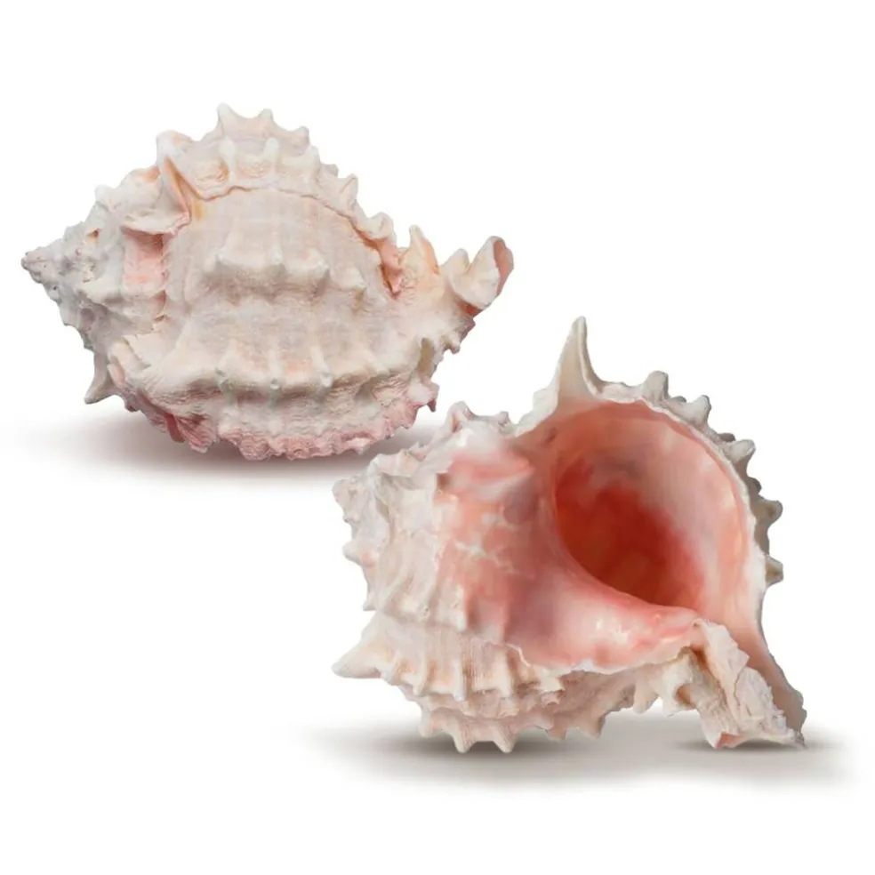Hermit Crab Shells 3" -4" Turbo Shell 2 Pink Murex Shells
