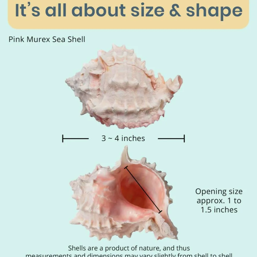 Hermit Crab Shells 3" -4" Turbo Shell 2 Pink Murex Shells