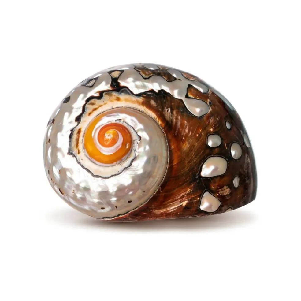 Hermit Crab Shell 3"-3 1/2" Turbo Shell 1 African Sarmaticus Shell