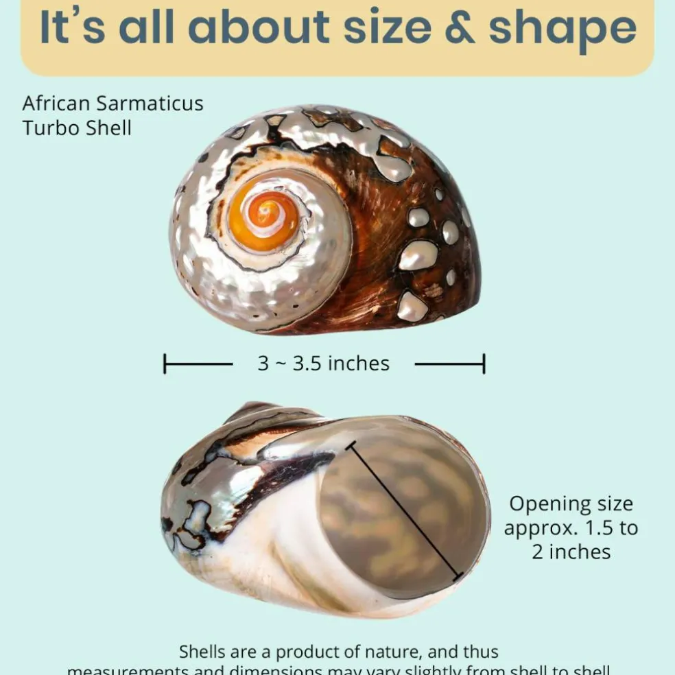 Hermit Crab Shell 3"-3 1/2" Turbo Shell 1 African Sarmaticus Shell