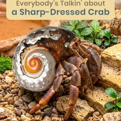Hermit Crab Shell 3