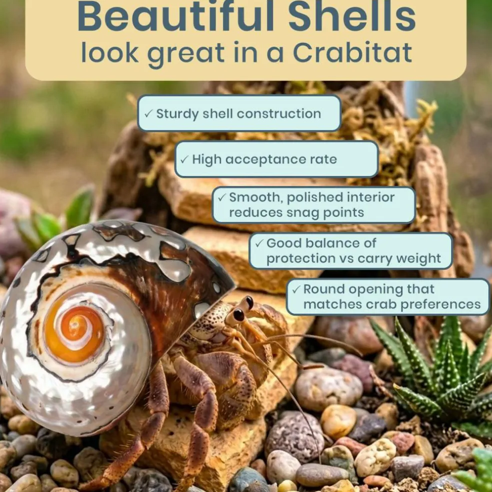 Hermit Crab Shell 3"-3 1/2" Turbo Shell 1 African Sarmaticus Shell