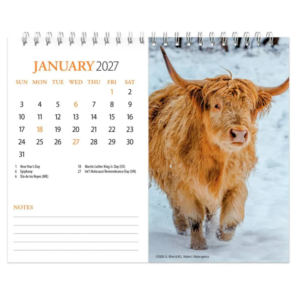 Highland Cows | 2027 7.5 x 6 Inch Monthly Double-View Easel Desk Calendar