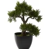 15in. Cedar Bonsai with Black Square Planter