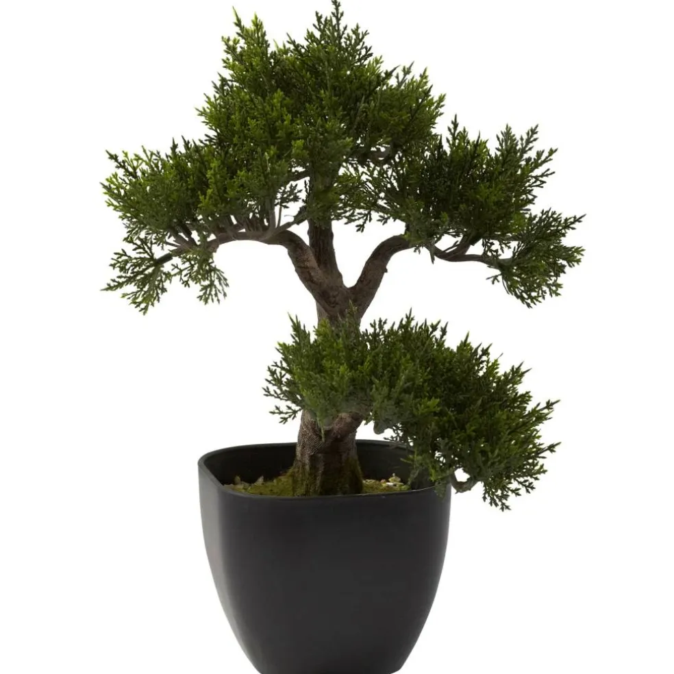 15in. Cedar Bonsai with Black Square Planter