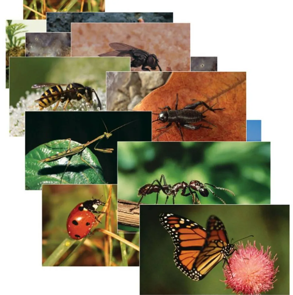 Insects & Bugs Real Life Learning Poster Card Set, Set of 14