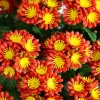 24in. UV Resistant Artificial Chrysanthemum Hanging Basket (Indoor/Outdoor)