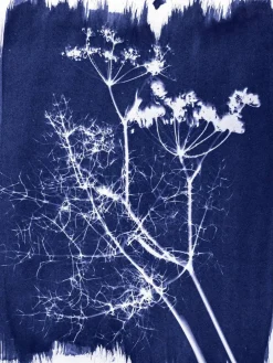Jacquard Cyanotype Kit
