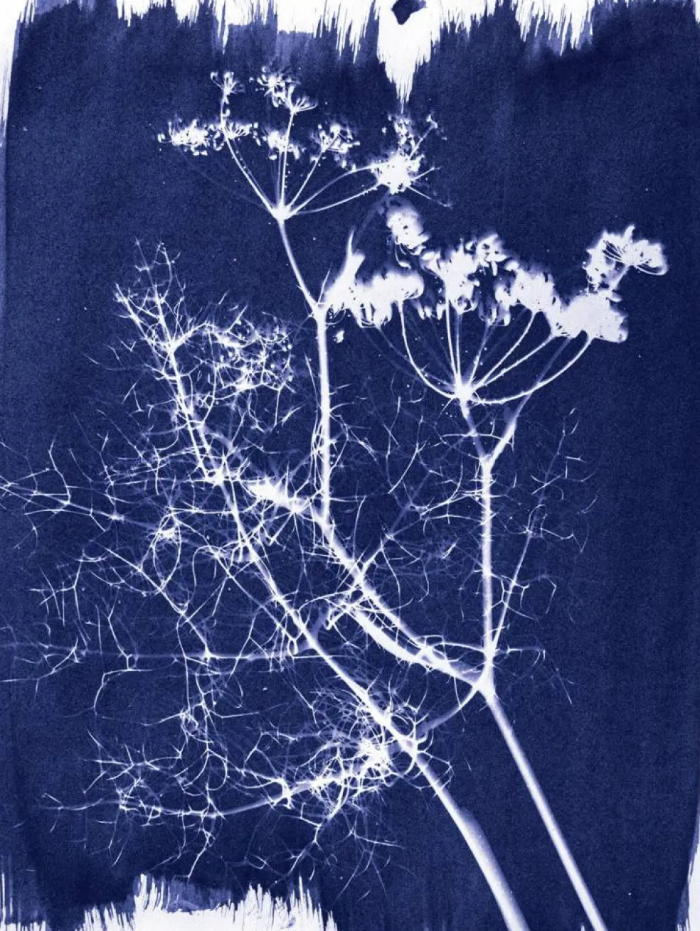 Jacquard Cyanotype Kit