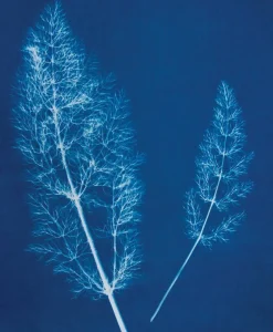 Jacquard Cyanotype Kit