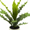 14" Java Fern in Wavy White Ceramic Pot by Ashland®