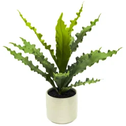 14" Java Fern in Wavy White Ceramic Pot by Ashland®