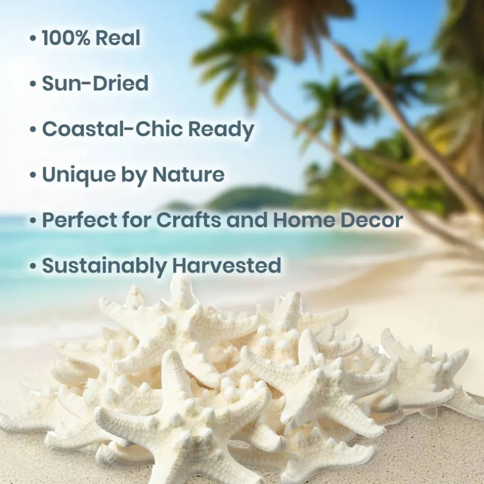 Knobby Starfish 24 Knobby Starfish White 1 1/4" to 2 1/4" Stars