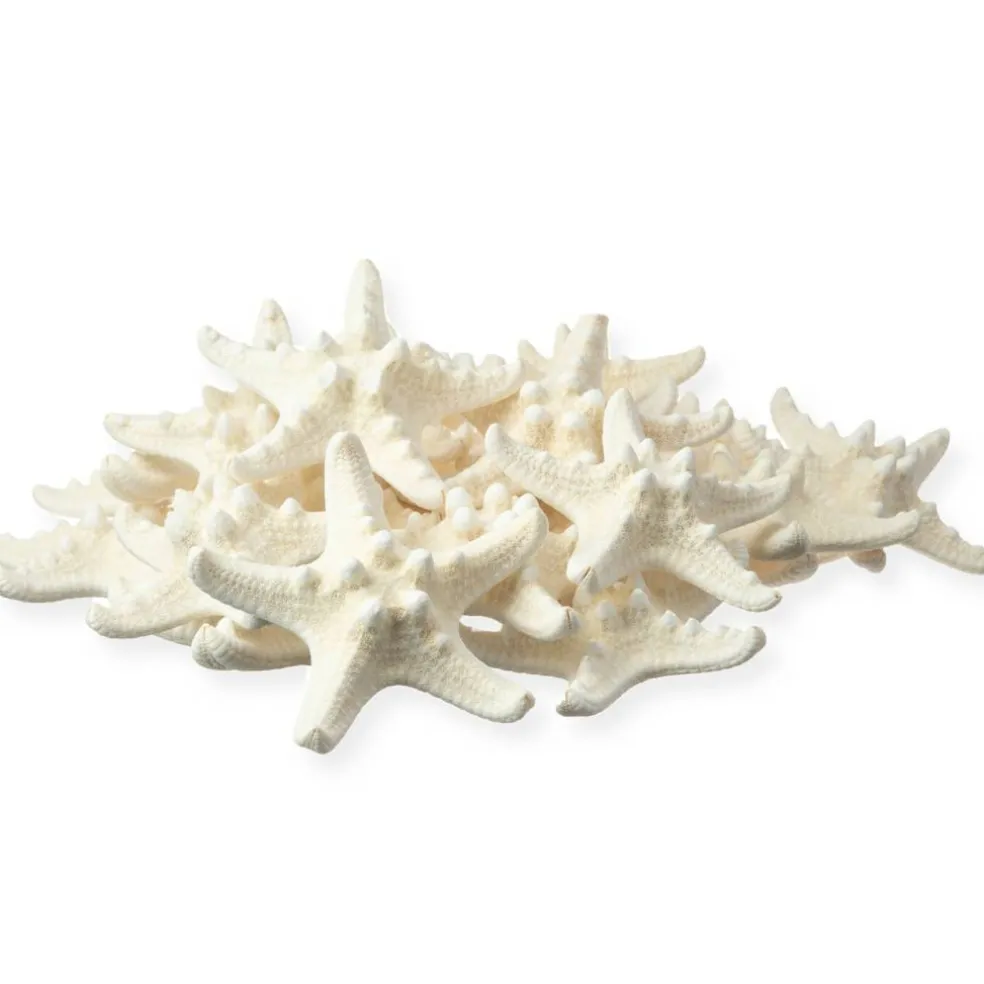 Knobby Starfish 24 Knobby Starfish White 1 1/4" to 2 1/4" Stars