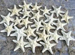 Knobby Starfish 24 Knobby Starfish White 1 1/4