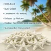 Knobby Starfish 48 Knobby Starfish White 1 1/4" to 2 1/4" Stars