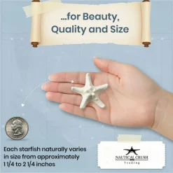 Knobby Starfish 48 Knobby Starfish White 1 1/4